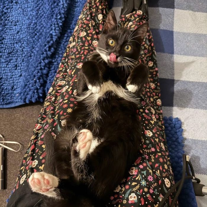 Котёнок, мальчик, 3 мес, очень нужен дом и любящий человек