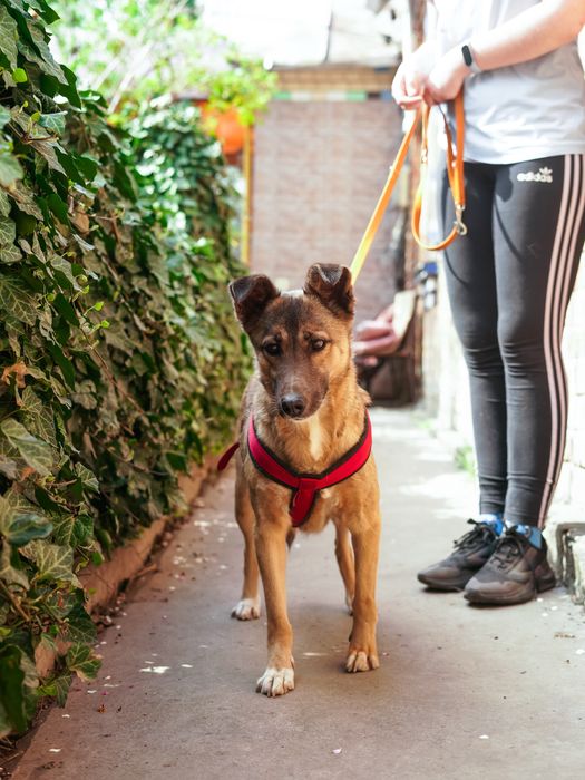 Врятована з зони бойових дій собачка Сімка шукає нову родину!