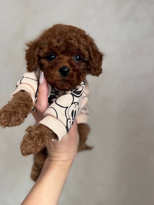 Той пудель супер хлопчик