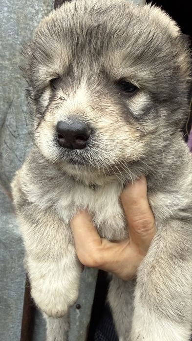Цуценята алабаї 1 місяць