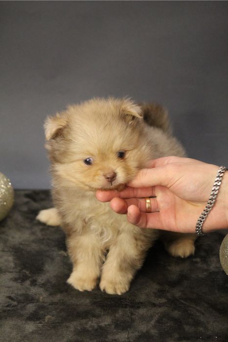 На бронь хлопчик шпиц , резервируем