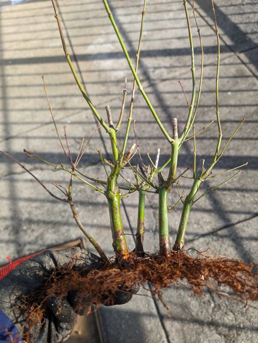 Pré Bonsai Acer Palmatum