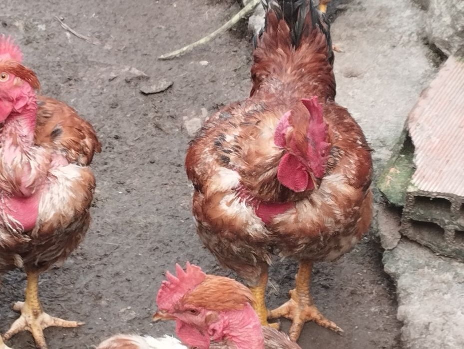 Galos criados em liberdade