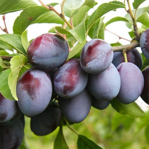 Саджанці сливи. Опт/роздріб