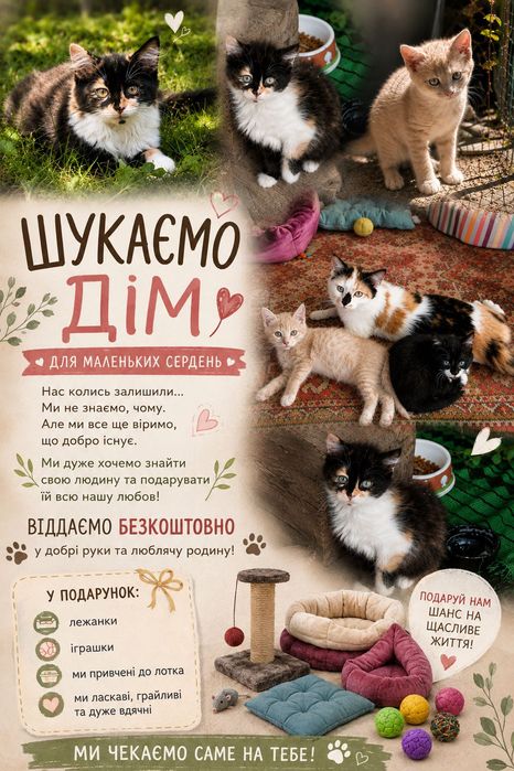 Безкоштовно віддам кошенят
