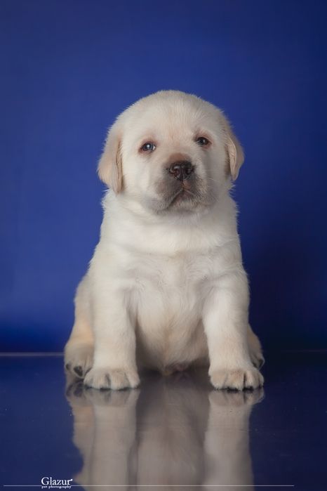 Неймовірні цуценята лабрадора, розплідник