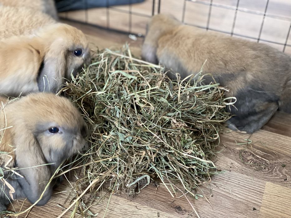 Siano dla królików, świnek morskich 1kg