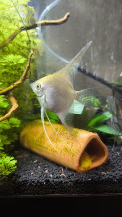 Vendo ou troco escalares