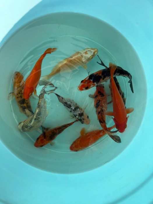 Продам Карп Кои 15см