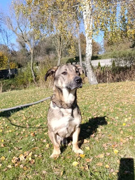 Kufa pieszczoch w schronisku bez wolontariatu