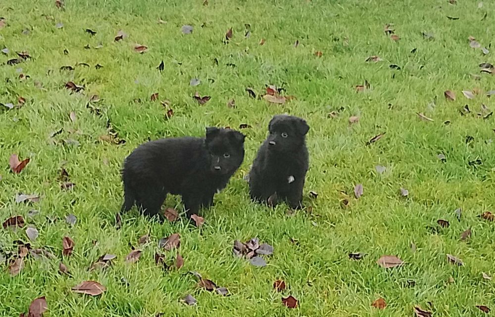 Owczarki Niemieckie Długowłose