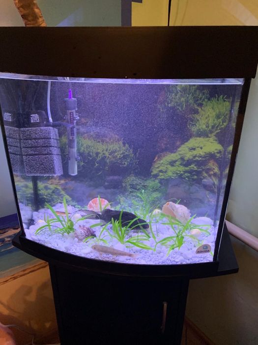 Продам Сомика (14-15 см)або поміняю на Неони ,кольорові Даніо.