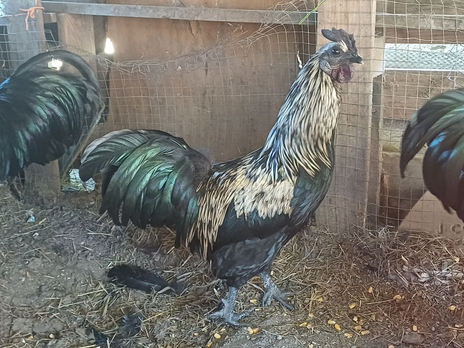 Vendo frangos criados no campo