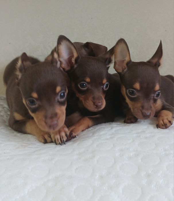 Красиві чистокровні той-тер'єри