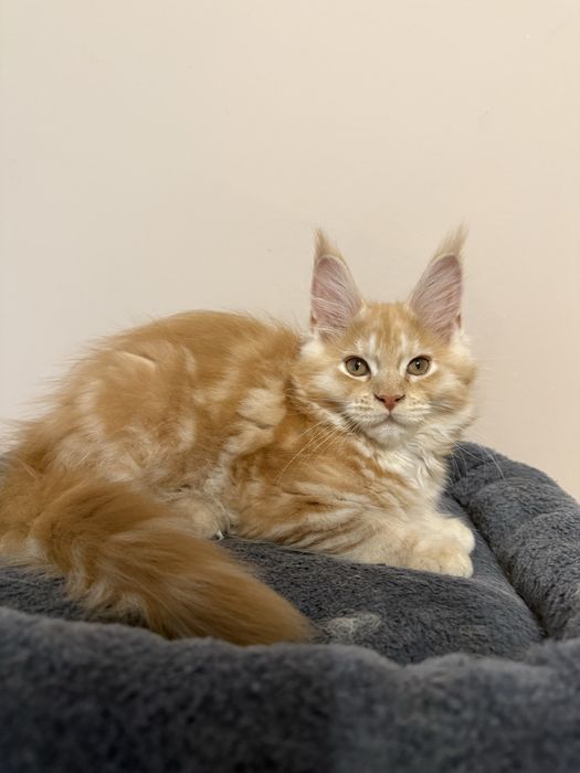 Gatinha Maine Coon