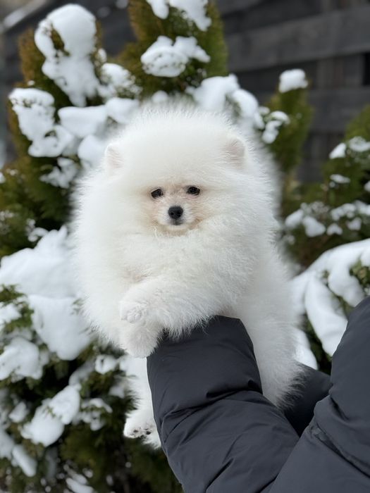 Хлопчик померанського шпіца