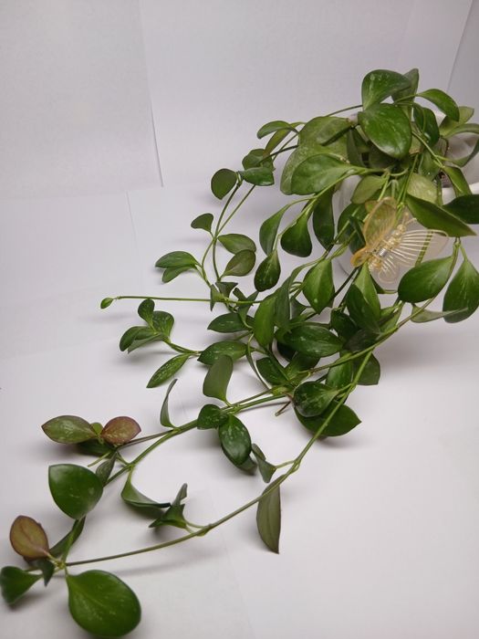 Хойї дрібнолисткові (зрізка) додані нові сорти