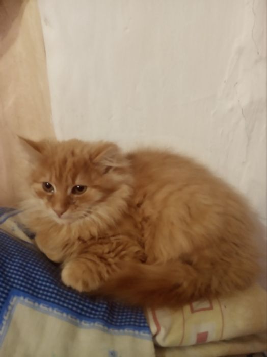 Рудий  лагідний котик шукає дім