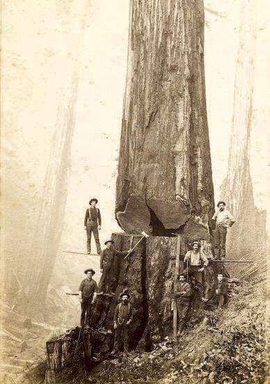 Profesjonalna wycinka i pielęgnacja drzew.