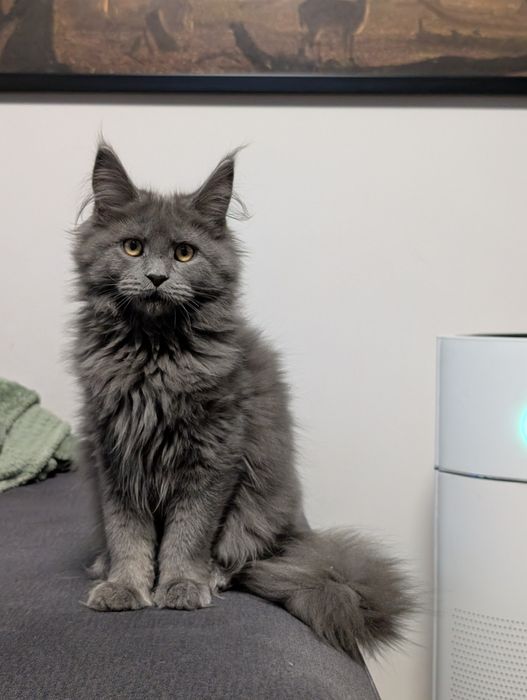 Niebieska kotka Maine Coon. Zapraszamy