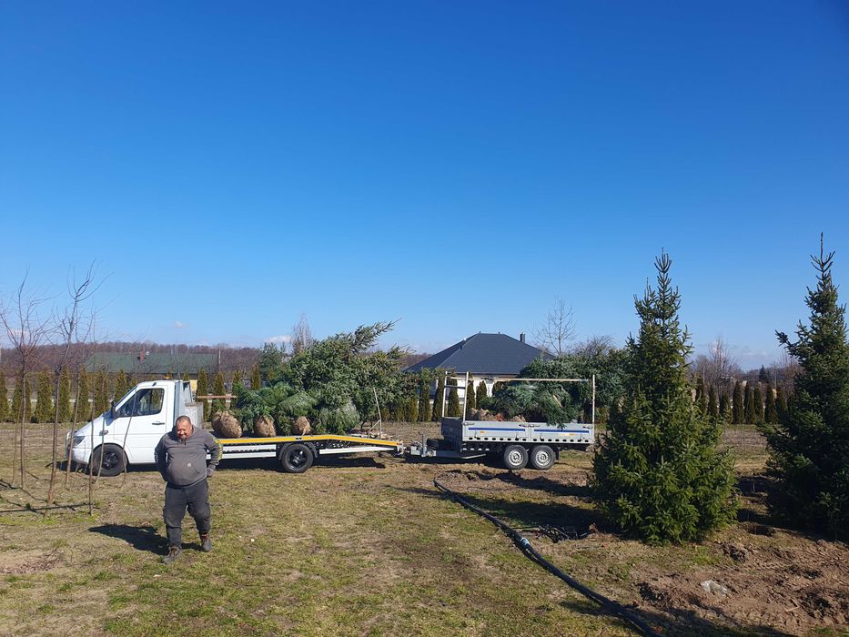 Świerk serbski PICEA OMORICA 400-600cm Kopane Maszyną TRANSpor PREMIUM