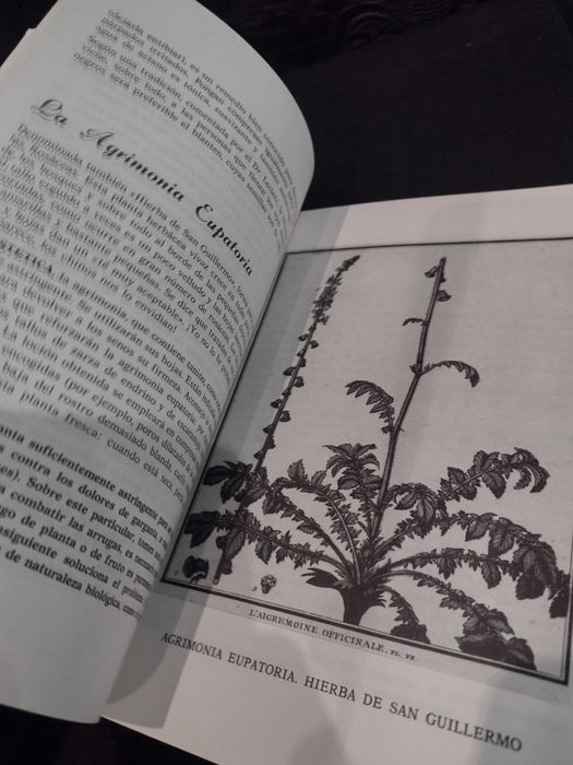 Flores, Frutas y Plantas en los Cuidados de Beleza 1977