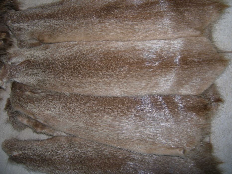 wyprawione skóry z nutrii