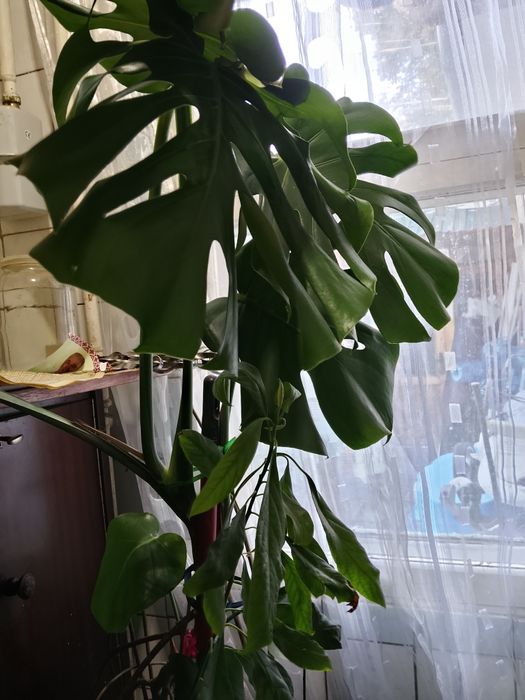 Продам вазони свої