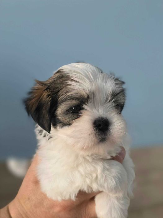 Lhasa apso - suczka z super pochodzeniem ZKwP/FCI