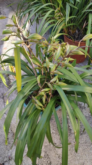Orquídea verde amarela e vermelha