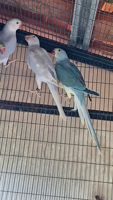 Ring necks varias mutações 2024 e 25