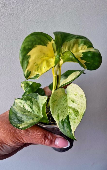 Продам сциндапсус Тайський клон