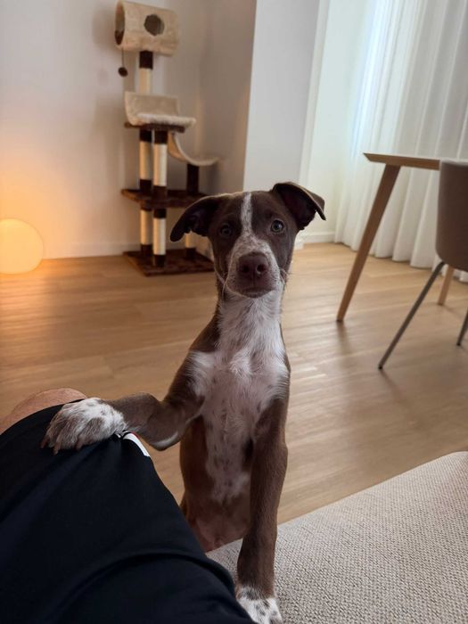 Cachorrinho meigo e brincalhão, porte pequeno a médio