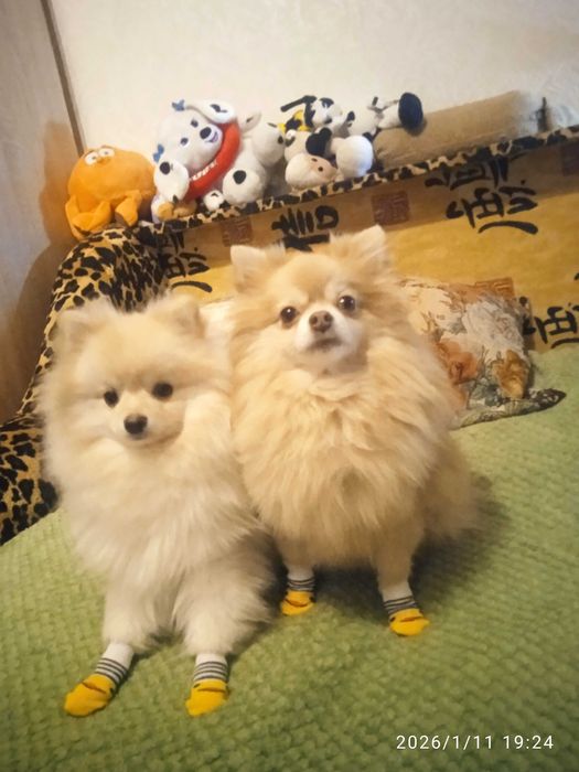 Цуценя шпіца мініатюрного