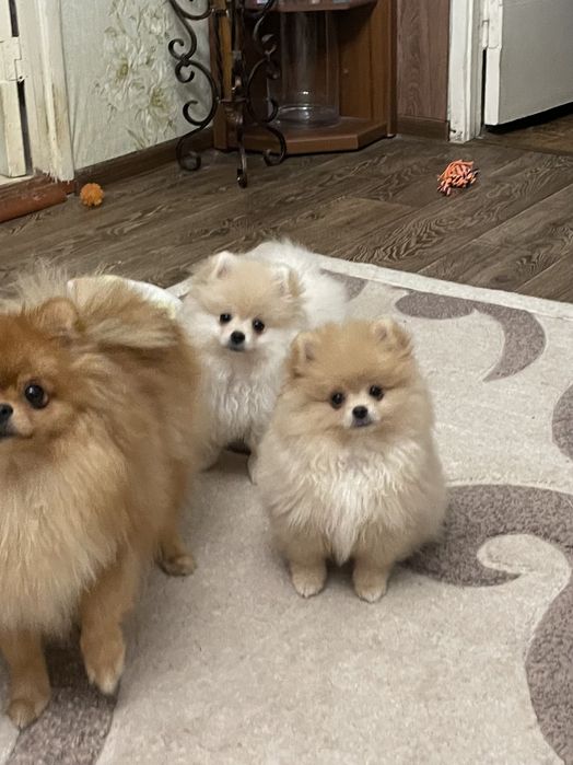 Дівчатка VIP,чекають на вас