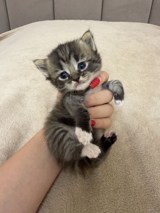 Котики шукають дім