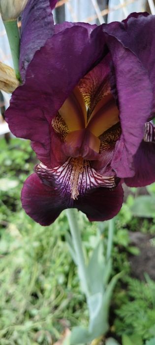 Іриси садові сортові високі 35 грн