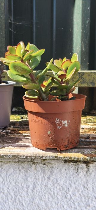Suculenta (Planta Jade)   "Crassula ovata"