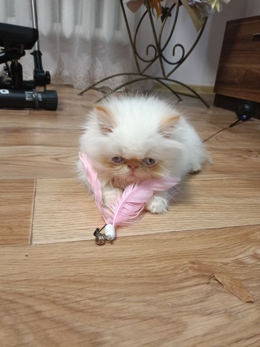 Продам чудових кошеняток