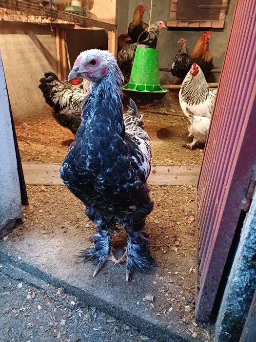 Brahma perdiz azul macho