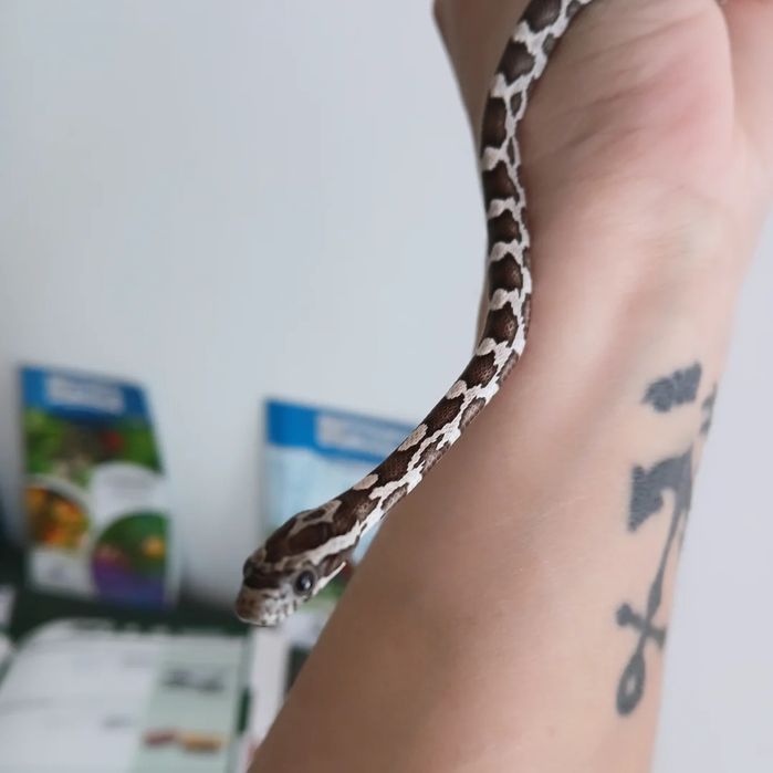 Cobra do milho bebés
