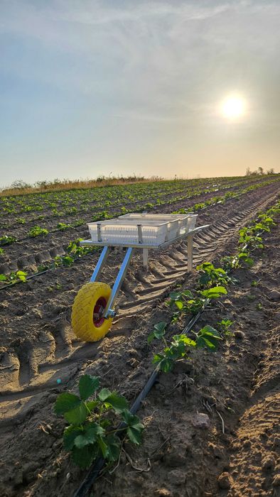 Wózek do zbioru owoców warzyw wózeczek truskawka ogórek fasolka OCYNK