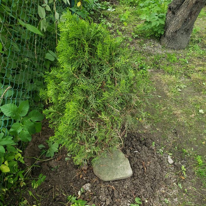 Туя смарагд папороть