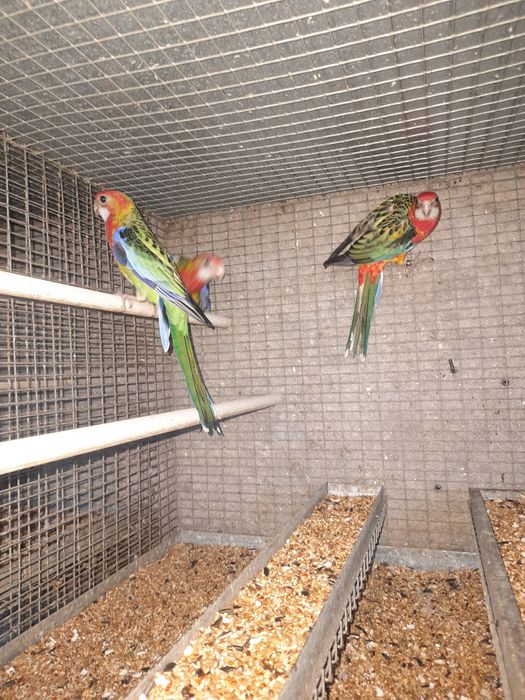 Roselas eximius casal sexado 120 euros