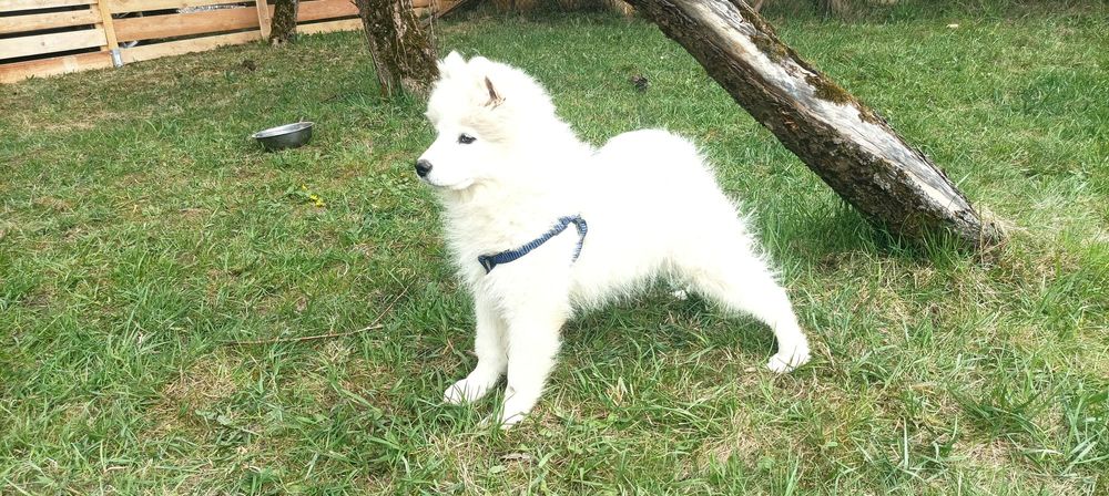 Przepiękna Suczka Samoyed