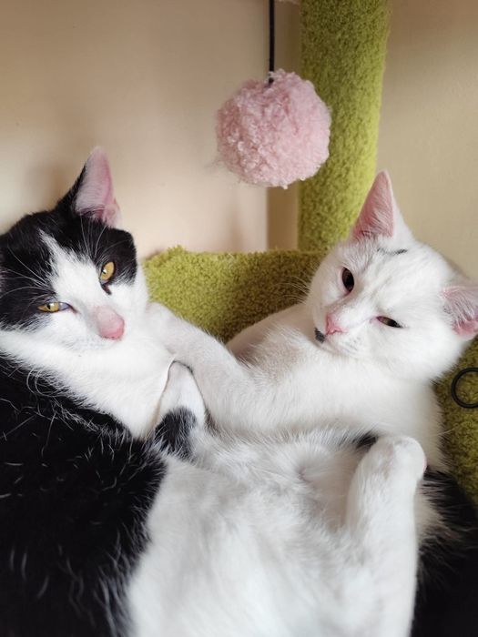 Cudowne rodzeństwo szuka wspólnego domu