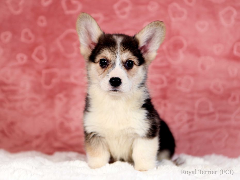 piesek Welsh Corgi Pembroke naturalnie krótki ogonek tricolor ZKWP/FCI