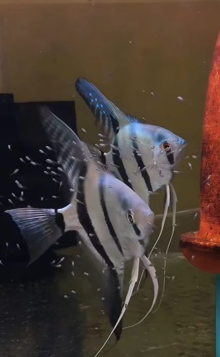 Casal  Escalares Azul  Néon