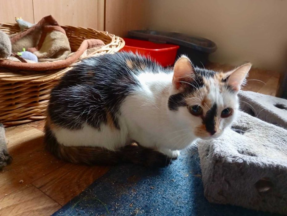 KRESKA trikolorka do adopcji, zdrowa, zaszczepiona, kastrowana