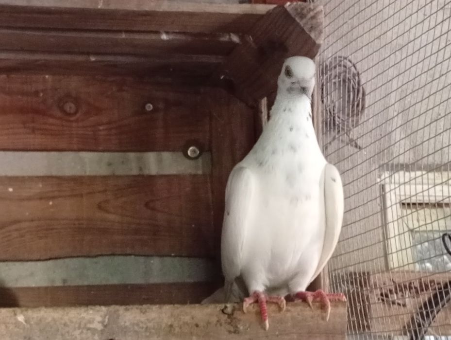 Caturras pombos e rolas